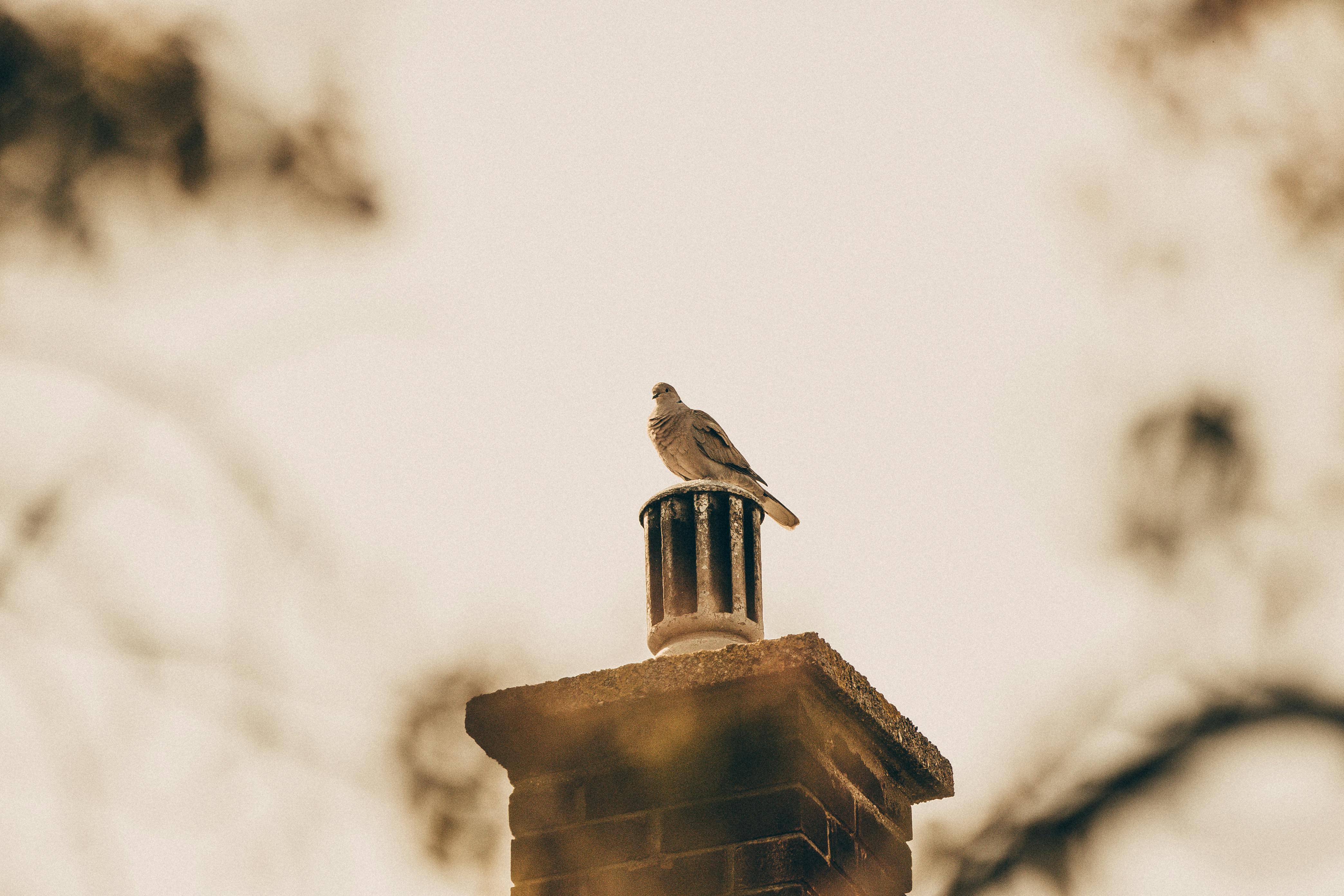 Quality Chimney Caps and Dampers Installation in San Diego, CA Professional Chimney Cap and Damper In San Diego California